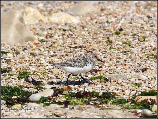 Bécasseau sanderling (adulte nuptial)